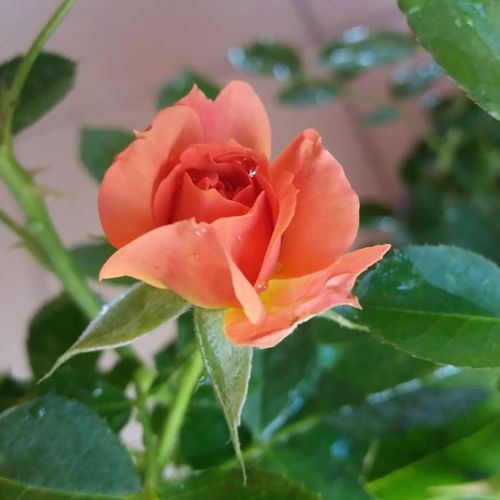 Rosa Mandarin ® - roșu - Trandafir copac cu trunchi înalt - cu flori mărunți - coroană compactă